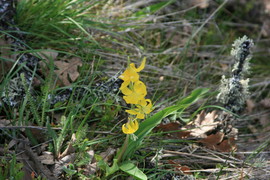 [Trout Lily aka Erythronium]