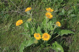 Balsamroot