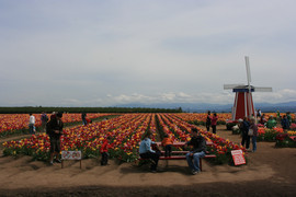 [Woodburn Tulip Farm]