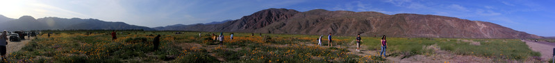 [Hand-Preserved Section of Desert]