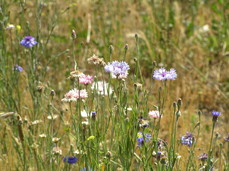 [Pink and Lavender]