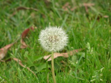 [Dandelion]