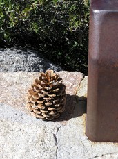 [Pinecone]