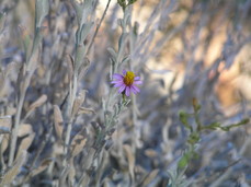 [Flora One Half Mile from the Dam]