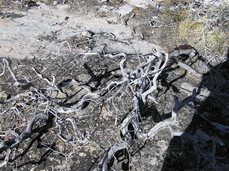 [Gnarled Dead Wood, North Shore]