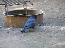 [Blue Raven, Scavenging (the Neighbors)]