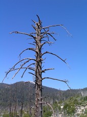 [Big Dead Tree]