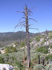 [Big Dead Tree, Again]